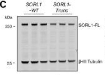 Total full-length SORL1 levels are reduced.jpg